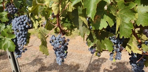 5 ton Cabernet Sauvignon Fruit (Wine Grapes)