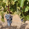 5 ton Cabernet Sauvignon Fruit (Wine Grapes)
