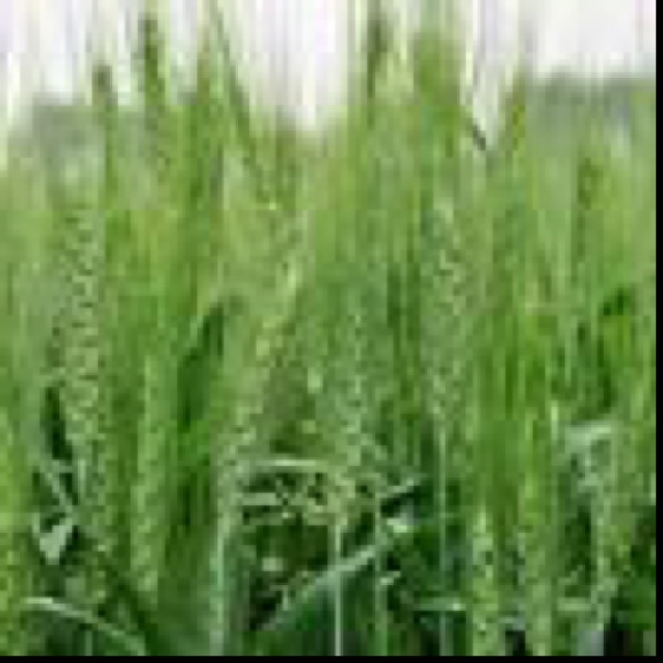 Longsword Winter Wheat Seed