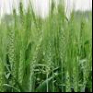 Longsword Winter Wheat Seed