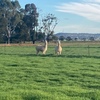 Alpacas x 5