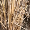 Windrowed Barley  Straw for sale in 8x4x3’s - been through stripper front