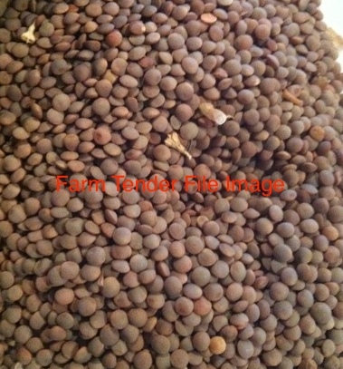WANTED 500mt Feed Lentils  