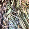 200mt Barley Hay 650kg approx 8x4x3 Bales + Freight