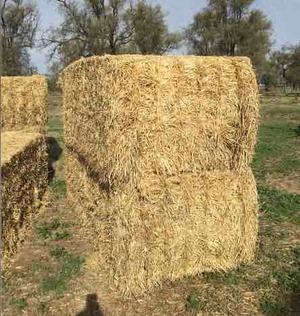 50  x Barley Straw Header Tailings 8x4x3 bales