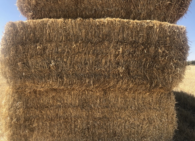 Barley Straw - Shedded 