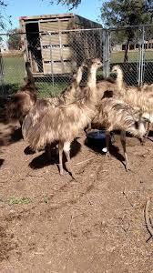 Emu chicks for sale.