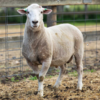 Under Auction - Lot 23 Highlander Ram 190433 (DLE Ram Auction A100 - 10th Sept via Auctionsplus) 