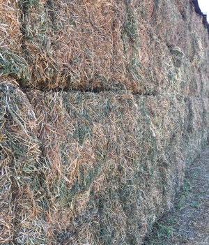 NEW SEASON PURE VETCH HAY 185T QUAMBATOOK