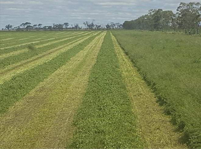 **Price Reduced** Clover / Lentil Hay For Sale in 8x4x3's - Shedded - See Feed Test