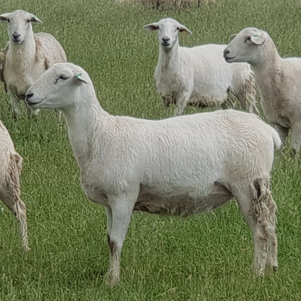 Australian White Ewes and Rams