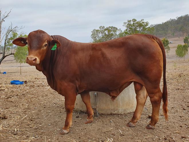2 x Droughtmaster Stud Bulls