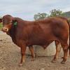 2 x Droughtmaster Stud Bulls