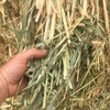 Oaten Hay For Sale in 8x4x3's