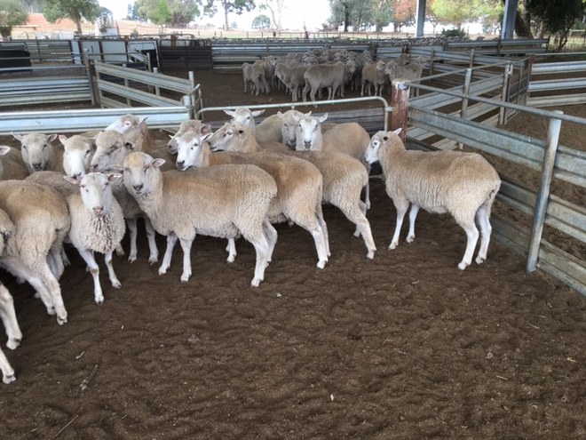 125 first cross ewes 100% SIL to Poll Dorset