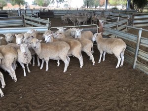 125 first cross ewes 100% SIL to Poll Dorset