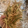 Oaten hay 