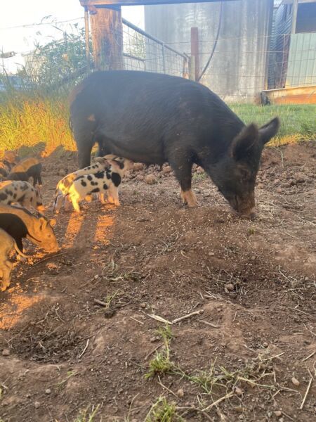 Mini Pig Breeding Trio