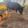 Mini Pig Breeding Trio