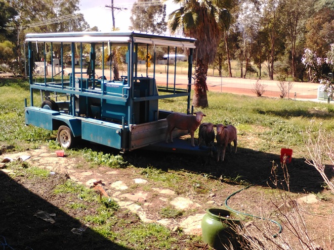 Professional Crutching Trailer