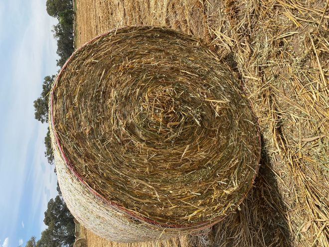 300 Oaten Hay 5x4 round bales 400kg