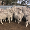 EOI - Approx 1500 MPM Merino Mixed Sex Lambs - WA