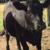 Angus Heifers, qty 15