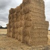 Wheat Straw