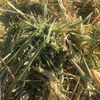 300 m/t New Season Wheaten Hay Available Now