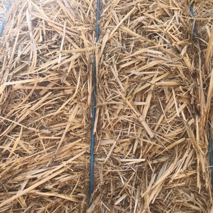 NEW SEASON BARLEY STRAW 8X4X3
