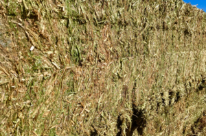 Shedded Vetch Hay 
