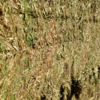 Shedded Vetch Hay 