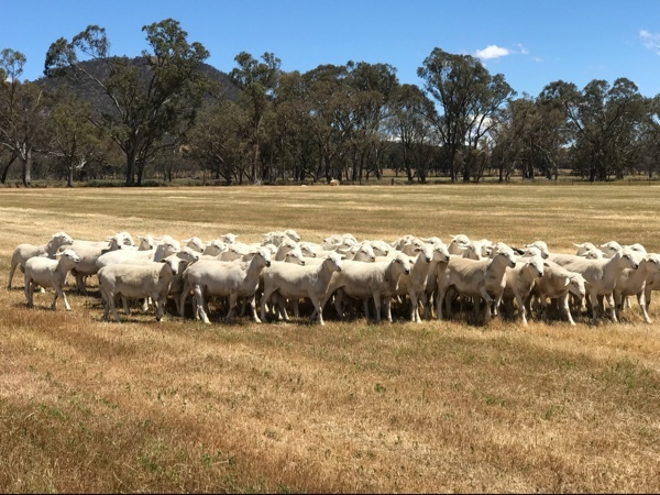 Aussie White Rams
