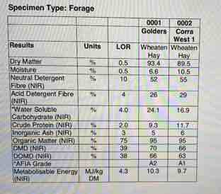Wheaten Hay in 8x4x3 Bales