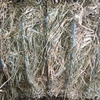 Canola Hay 1 B Double Load AVAILABLE NOW