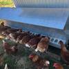 Free Range Pastured Egg Business 