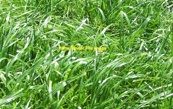Tetilia Annual ryegrass