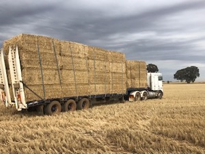 Good quality Wheaten and Barley straw from header tailings