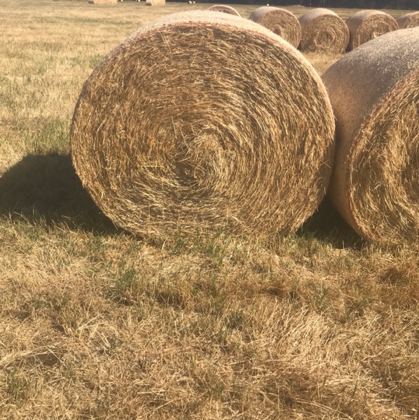 clover and rye round rolls