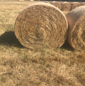 clover and rye round rolls