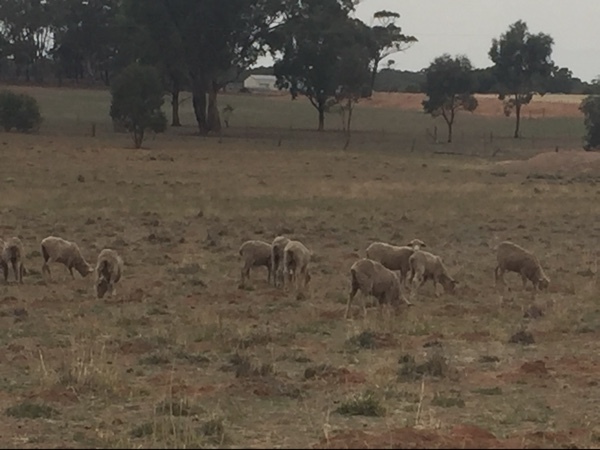 Merino ewe lambs