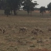 Merino ewe lambs