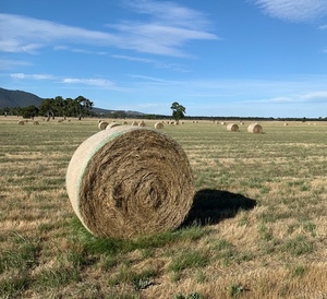 Rye and Clover hay