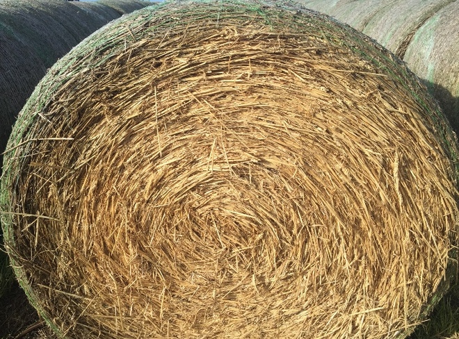 Wheaten Hay - Rounds Bales