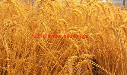 Naparoo Seed Wheat (approx. 3-4mt available)