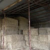 40 x Barley Straw 8x4x3 Bales Seller to Freight