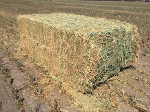 CANOLA HAY, 14.5% PROTEIN, 9.5ME, 8x4x3