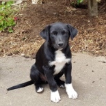 Working Dog - Kelpie/Short Hair Border Collie Cross