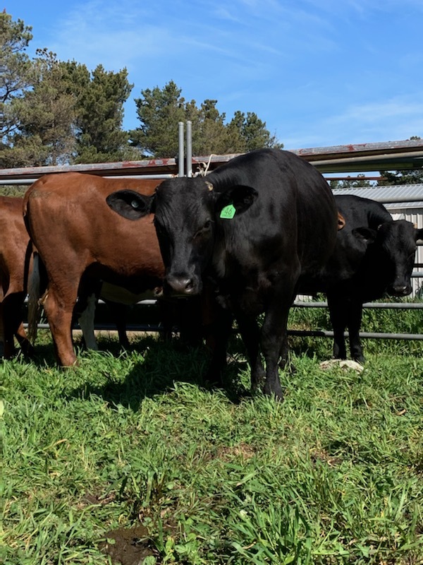 9 PTIC Santa x Friesian 2 yr old Heifers