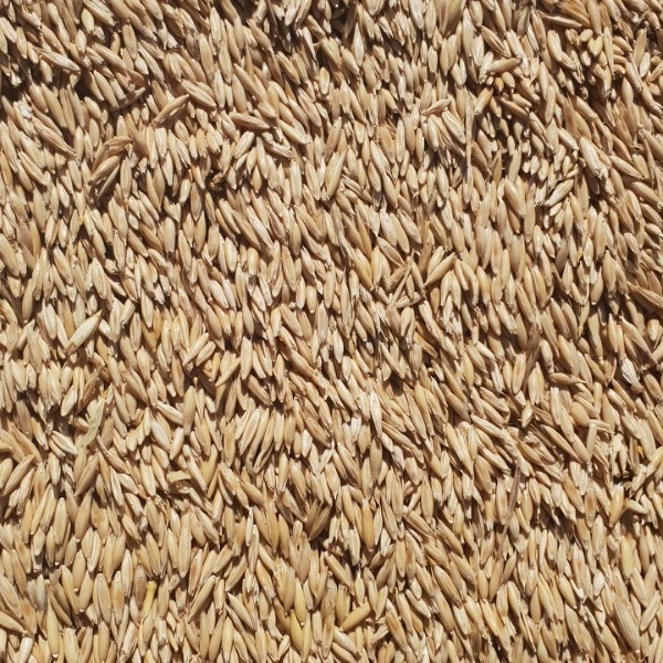 50mt Bannister Oats